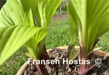 Hosta Buffalo Designer Genes