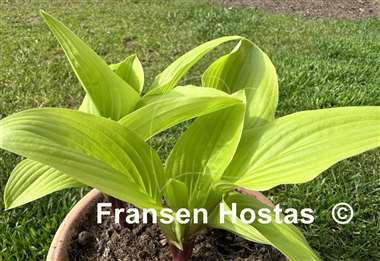 Hosta Buffalo Designer Genes