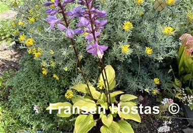 Hosta Buffalo Designer Genes