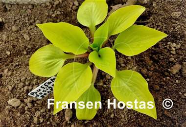 Hosta Buffalo Designer Genes