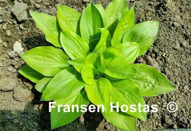 Hosta Buffalo Designer Genes