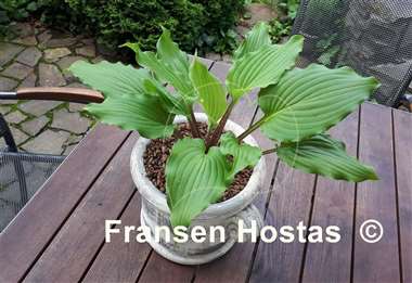 Hosta Buffalo Grassland Emerald
