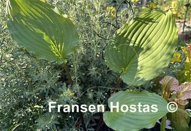 Hosta Buffalo Grassland Emerald