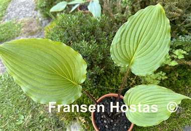 Hosta Buffalo Grassland Emerald