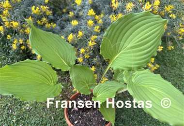 Hosta Buffalo Grassland Emerald