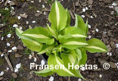 Hosta Buffalo Spring Beauty