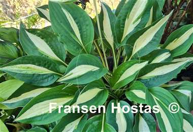 Hosta Buffalo Spring Beauty