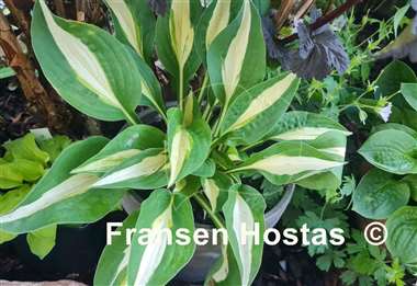 Hosta Buffalo Spring Beauty