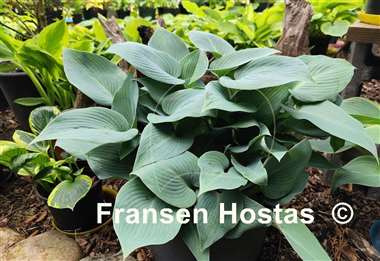 Hosta Bulletproof