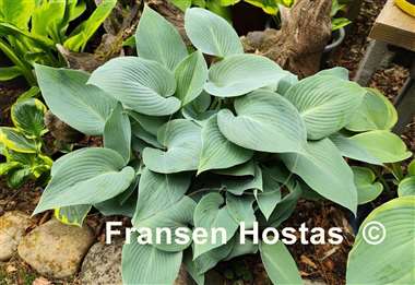 Hosta Bulletproof