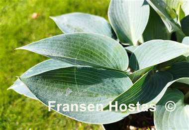 Hosta Bulletproof