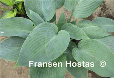 Hosta Bulletproof