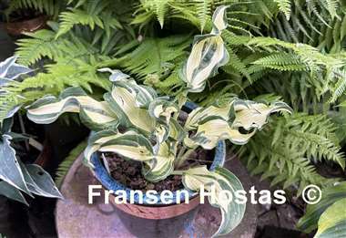 Hosta Bullfrog