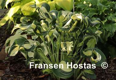 Hosta Bullfrog
