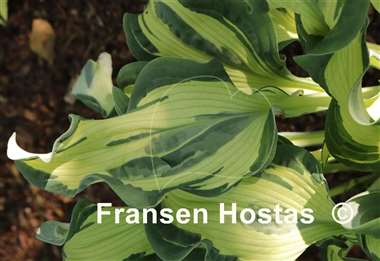 Hosta Bullfrog