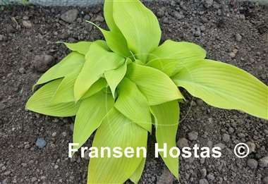 Hosta Butter Cream