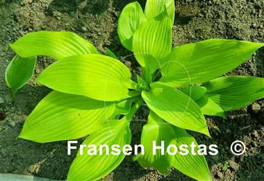 Hosta Butter Cream