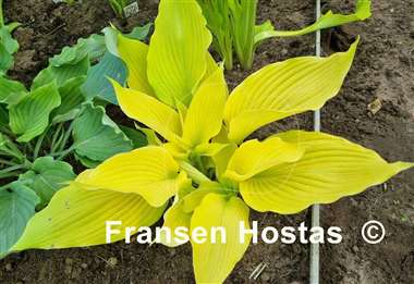 Hosta Butter Cream