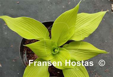 Hosta Butter Cream