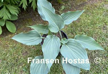 Hosta Buttonwood Bay