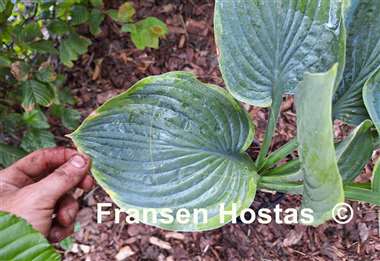 Hosta By the Way