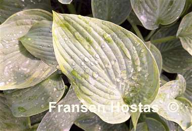 Hosta By the Way