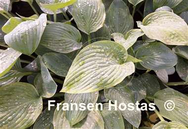 Hosta By the Way