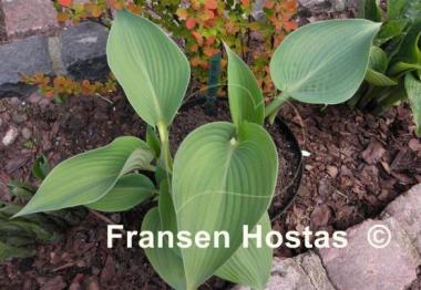 Hosta Babbling Brook