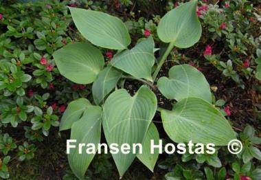 Hosta Babbling Brook