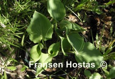 Hosta Babbling Brook