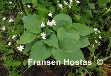 Hosta Babbling Brook
