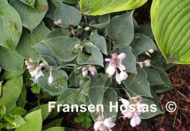 Hosta Baby Blue Eyes