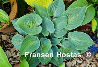 Hosta Baby Blue Eyes