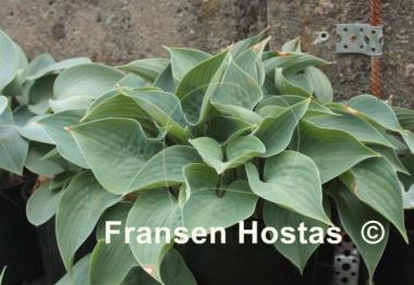 Hosta Baby Blue Eyes