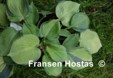 Hosta Baby Doll
