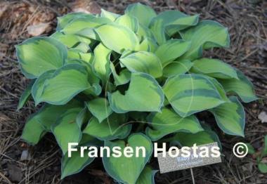 Hosta Baby Doll