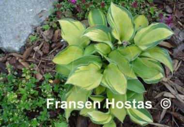 Hosta Baby Doll