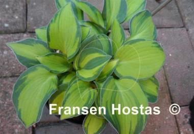 Hosta Baby Doll