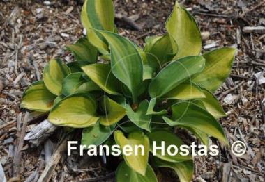 Hosta Baby Doll