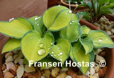 Hosta Baby Doll