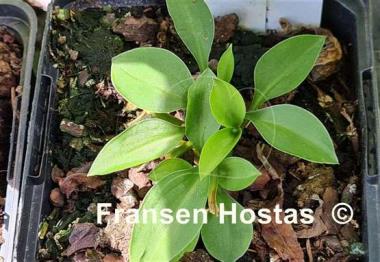 Hosta Baby Kim