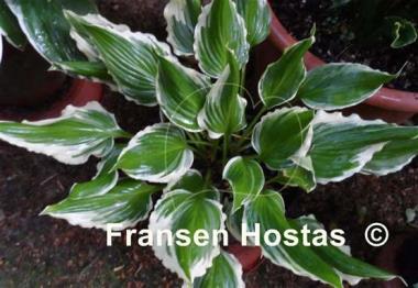 Hosta Bachelor Party