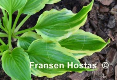 Hosta Bachelor Party