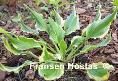 Hosta Bachelor Party