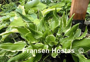 Hosta Bachelor Party