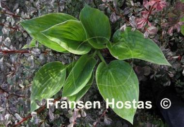 Hosta Backyard Monster