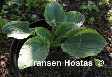 Hosta Backyard Monster