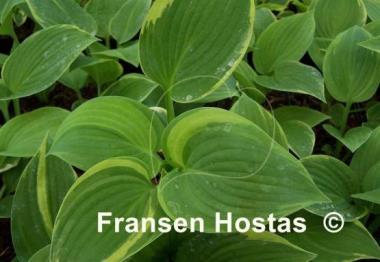 Hosta Backyard Monster