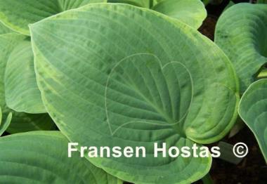 Hosta Backyard Monster