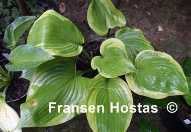 Hosta Backyard Monster